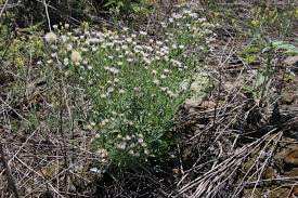 Image result for Nicolasia nitens