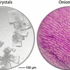 Maybe you would like to learn more about one of these? Microscopic Images Showing From Left Stained Apple Cells Sea Salt Download Scientific Diagram