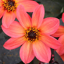 Happy Days Neon Dahlia Monrovia Happy Days Neon Dahlia In 2020 Dahlia Growing Peonies Day Lilies