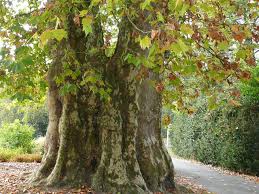 Gartenteam Hohenheimer Garten