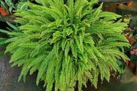 Image result for Nephrolepis