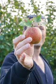 Fallen die ersten früchte vom baum, so sollten auch die anderen äpfel reif sein. Gute Tipps Zum Apfel Selber Pflucken Elle Republic