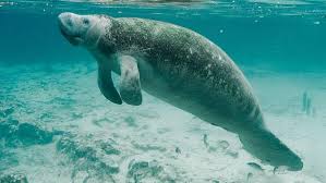 Take part in one of the best adventures you can experience at king's bay in manatee tours 7 days a week. Florida Sees Near Record Number Of Manatee Deaths In 2018 Wjct News