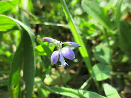 Image result for Polygala sphenoptera