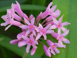 Image result for Tulbaghia fragrans