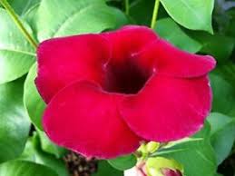 See more ideas about burgundy wedding burgundy is a very beautiful wedding color for your big day. Brazilian Wine Mini Red Allamanda Vine Plant Unusual Dark Burgundy Color Flower Ebay