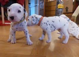 Sweet Dalmatian Puppies For Sale Now For Sale In Lake Charles Louisiana Classified Americanlisted Com