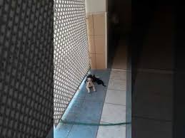 Kopek Sutu Icen Kedi Youtube