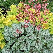 Image result for heuchera americana