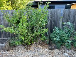 Image result for jostaberry