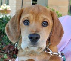 Beagle Cocker Spaniel Mix Black And White Beagle Cross Cocker Spaniel Dog Pictures Blog Cocker Spaniel Dog Cute Dogs Unique Dog Breeds