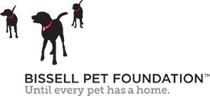 1 year pinellas county rabies license: Affordable Services Friends Of Strays Cat And Dog Adoption In St Petersburg Fl