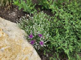 Image result for Vernonia wollastonii