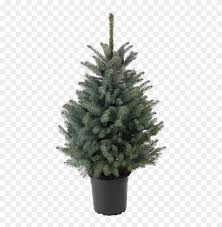 Shop our huge selection · fast shipping · shop best sellers Blue Spruce Christmas Tree Clipart 557790 Pikpng