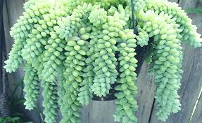 Le piante pendenti da interno sono molto decorative. Pianta Grassa Pendente Ideali Per Interni Ed Esterni