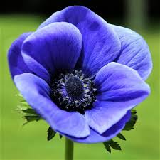 Real Black And Blue Flowers Anemone Blue Poppy Anemone Flower Blue Flowers Images Anemone