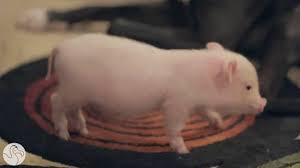 Check spelling or type a new query. Why You Need To Be Really Sure Before Getting A Teacup Pig The Dodo