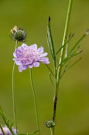 Image result for Scabiosa columbaria