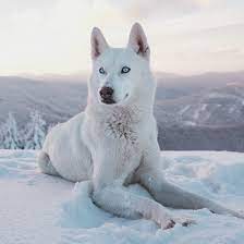 Meet these wonderful siberian husky pups! Siberian Husky Puppies For Sale Breeders In Boston Ma
