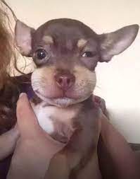 Benadryl can help your dog by alleviating the symptoms that may come with bee and wasp stings such as swelling, coughing, and nasal discharge. What Happens When A Dog Eats A Wasp Quora