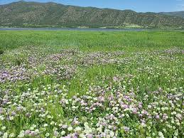Image result for Trifolium wentzelianum