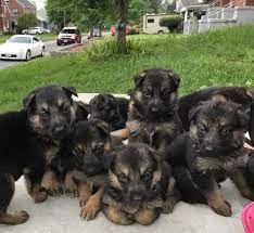 More images for german shepherd mix puppies virginia » Litter Of 7 German Shepherd Dog Puppies For Sale In Roanoke Va Adn 29314 On Puppyfinder Com G German Shepherd Puppies German Shepard Puppies Shepherd Puppies