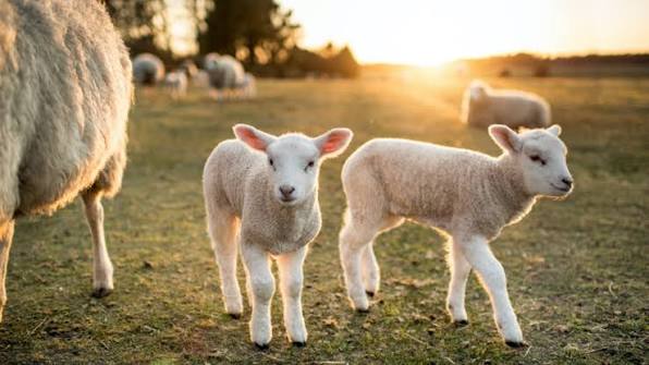 What's the Difference Between Lambs and Sheep | Mississippi State  University Extension Service