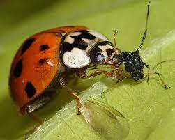 The actual name for harlequin ladybirds is harmonia axyridis iare. Ladybirds Coccinellidae That Eat Aphids Identification Distribution And Use For Biological Control