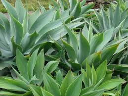 How to make sure your cacti grow to their full potential. 10 Easy Succulents For Your Drought Tolerant Garden Install It Direct
