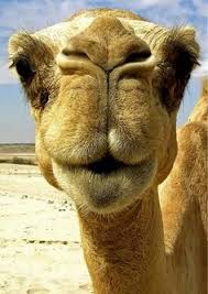 It is brown with short fur and long, thin legs. Camel Robot Camelrobot Profile Pinterest