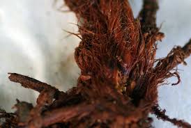 Image result for Pellaea longipilosa