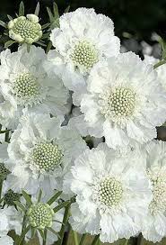 Scabiosa Caucasica Miss Willmott From Backyardgardener Com Blooms Mid Summer To Late Summer Zones 4 9 Planting Flowers Moon Garden White Flowers