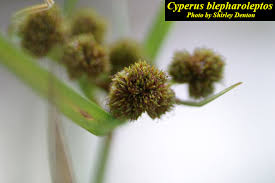 Image result for Cyperus