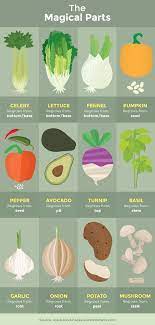 How To Regrow Vegetables From Scraps Plants Growing Vegetables Regrow Vegetables