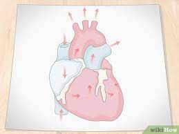 How to draw the internal structure of the heart with pictures. How To Draw A Human Heart With Pictures Wikihow