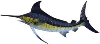 Blue marlin mounts by king sailfish mounts. Amazon Com Marlin Replica Nautical Saltwater Fishing Wall Decor Home Improvement