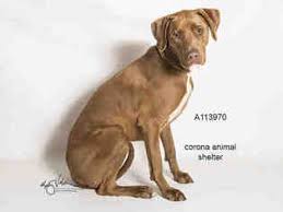 German shepherd puppies texas craigslist : View Ad American Pit Bull Terrier Vizsla Mix Dog For Adoption Near California Corona Usa Adn 564520