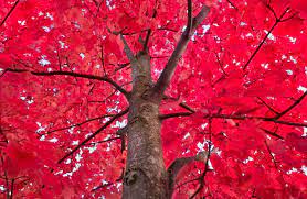 On the first night, the about the plant: The 10 Most Beautiful Trees In The World Nextrankers