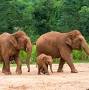 فالووربالا?q=Elephant Sanctuary Thailand from feelgoodandtravel.com