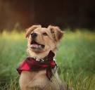 Golden Shepherd Puppies For Sale | Greenfield Puppies