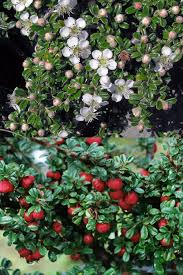 Image result for Cotoneaster microphyllus