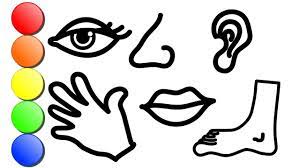 1132 x 1600 file type: How To Draw Six Body Parts Cartoon For Kids Coloring Pages For Children Youtube