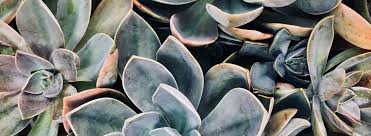The last section of the book shows 100 different varieties of succulents and each one has a recommendation for one or two other. Ultimate Guide To Succulents Ambius
