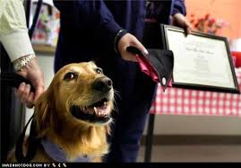 News from the 2011 golden retriever national in conyers georgia, sept. I Has A Hotdog San Antonio Funny Dog Pictures Dog Memes Puppy Pictures Pictures Of Dogs Dog Pictures Funny Pictures Of Dogs Dog Memes Puppy Pictures Doge Cheezburger