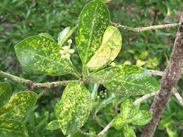 Image result for Euonymus Scale