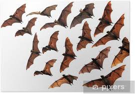 The flying fox (pteropus vampyrus) is the largest bat species in the world. Colony Of Flying Fox Fruit Bats In Sky Poster Pixers We Live To Change