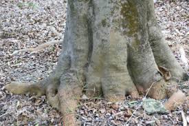 Image result for Elaeodendron orientale