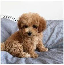 Lion Maltipoo Maltese Maltipoo Puppies For Sale Tiny Puppies For Sale Tinypuppiesforsale Maltipoo Puppy Maltipoo Puppies For Sale Small Cute Puppies