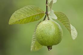 Philippine Legend The Legend Of The Guava Owlcation Education Our easy drawing ideas are based on simple and easy strokes. philippine legend the legend of the