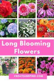 Long Blooming Flowers That Give You Months Of Color Flowers Perennials Flower Landscape Blooming Flowers